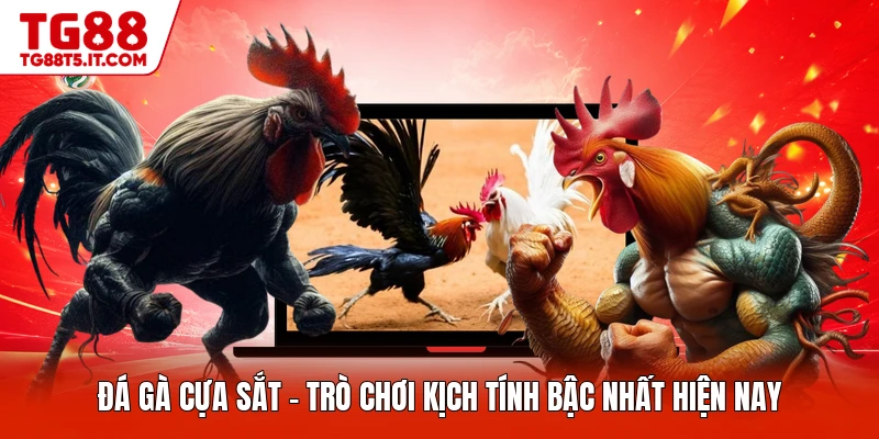 Đá Gà Cựa Sắt - Trò Chơi Kịch Tính Bậc Nhất Hiện Nay