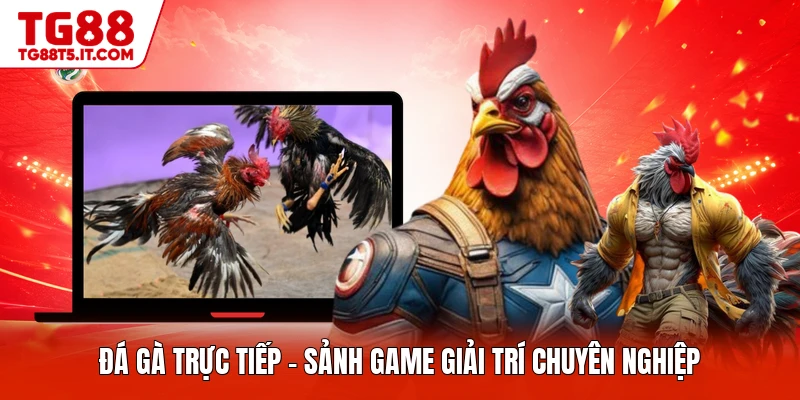 Đá Gà Trực Tiếp - Sảnh Game Giải Trí Chuyên Nghiệp