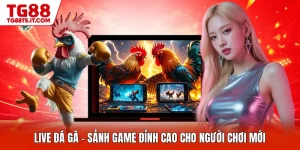 Live Đá Gà - Sảnh Game Đỉnh Cao Cho Người Chơi Mới
