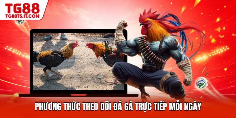 Phương thức theo dõi đá gà trực tiếp mỗi ngày