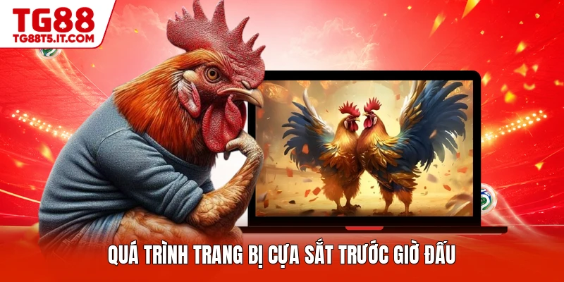 Quá trình trang bị cựa sắt trước giờ đấu